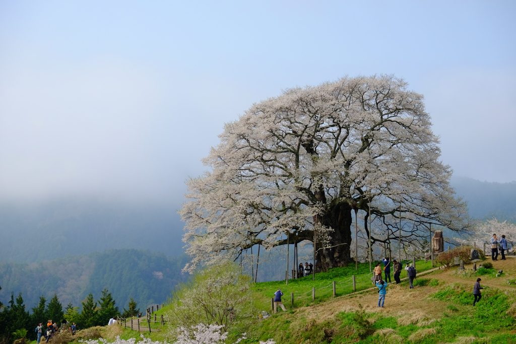 醍醐桜　2017　2