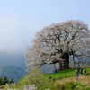 醍醐桜　2017　2
