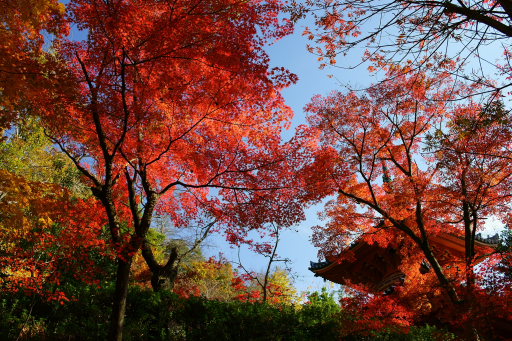 三滝寺の紅葉2