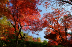 三滝寺の紅葉2