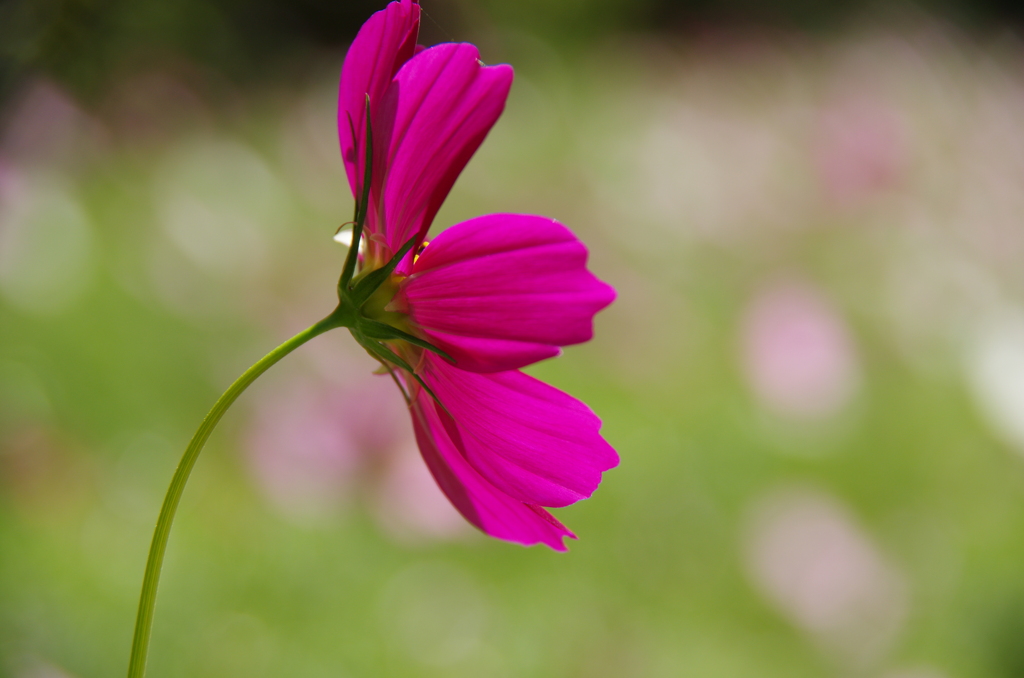 IMGP2583