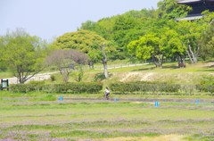 IMGP6693