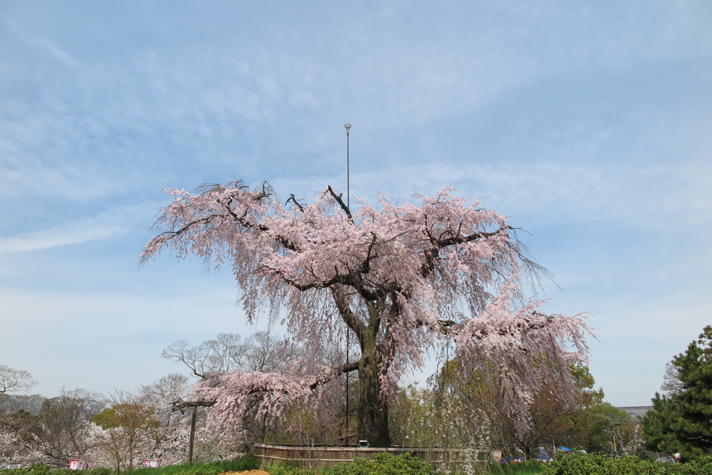 円山公園の枝垂桜