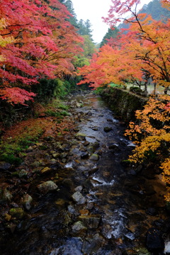 佛通寺　紅葉