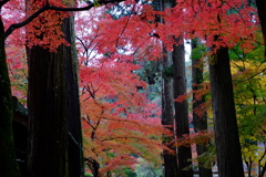 佛通寺　紅葉2