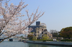 桜とドーム