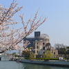 桜とドーム