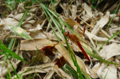 P1110716