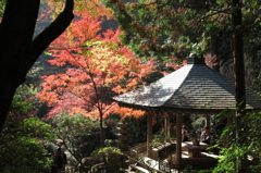 三滝寺の紅葉