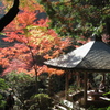 三滝寺の紅葉