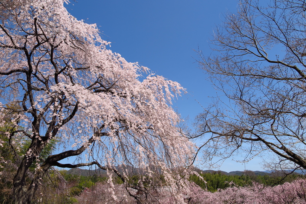 天龍寺の桜