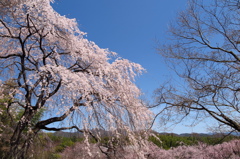 天龍寺の桜