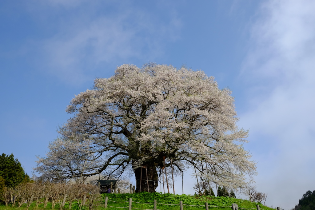 醍醐桜　2017　3