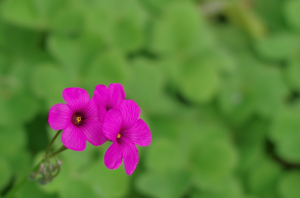 2012/4/21 紫の花