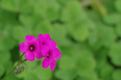 2012/4/21 紫の花
