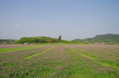 2012/5/5　備中国分寺レンゲ畑