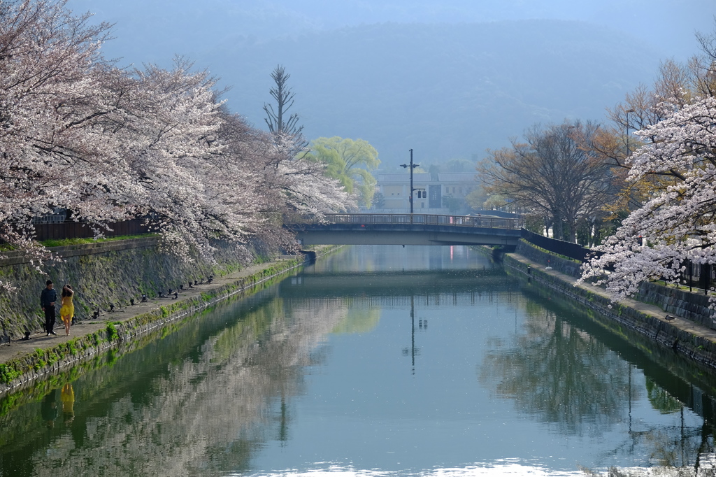 京都疏水の桜