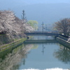 京都疏水の桜