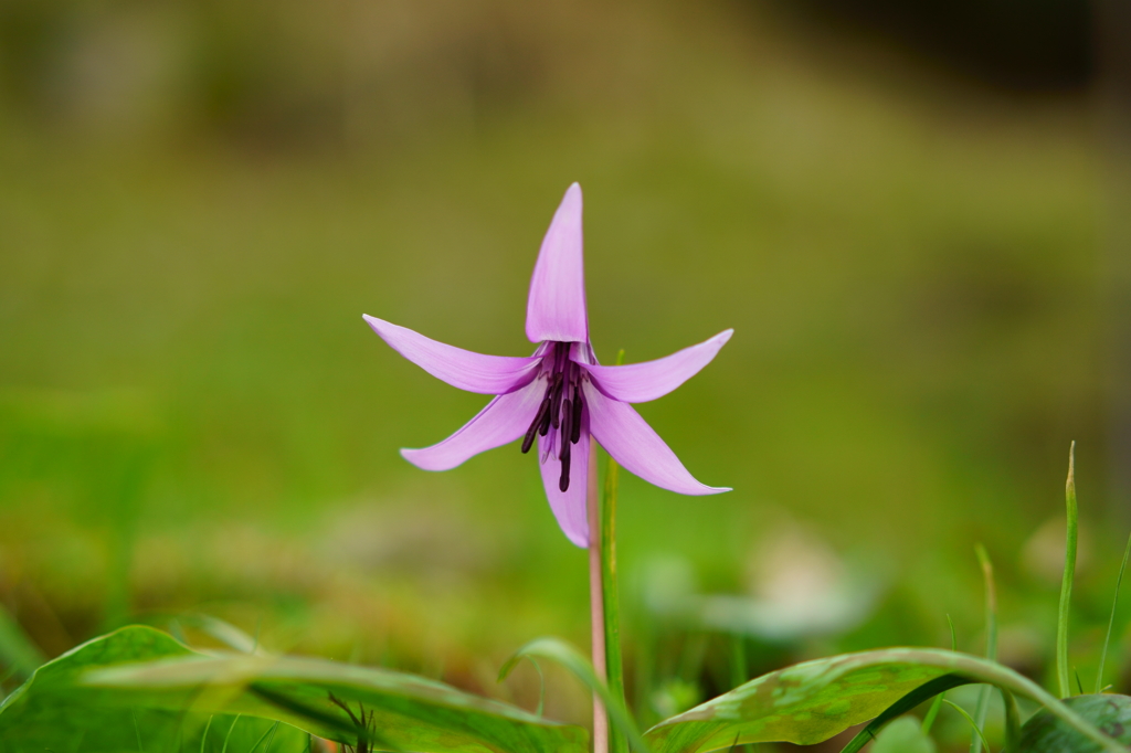 かたくりの花一輪