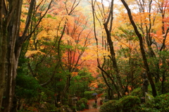 三滝寺紅葉