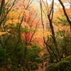 三滝寺紅葉