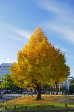 街の中の銀杏