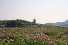 IMGP6606