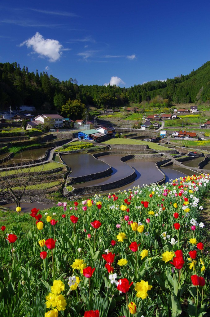 2012/4/26 井仁棚田