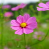コスモス