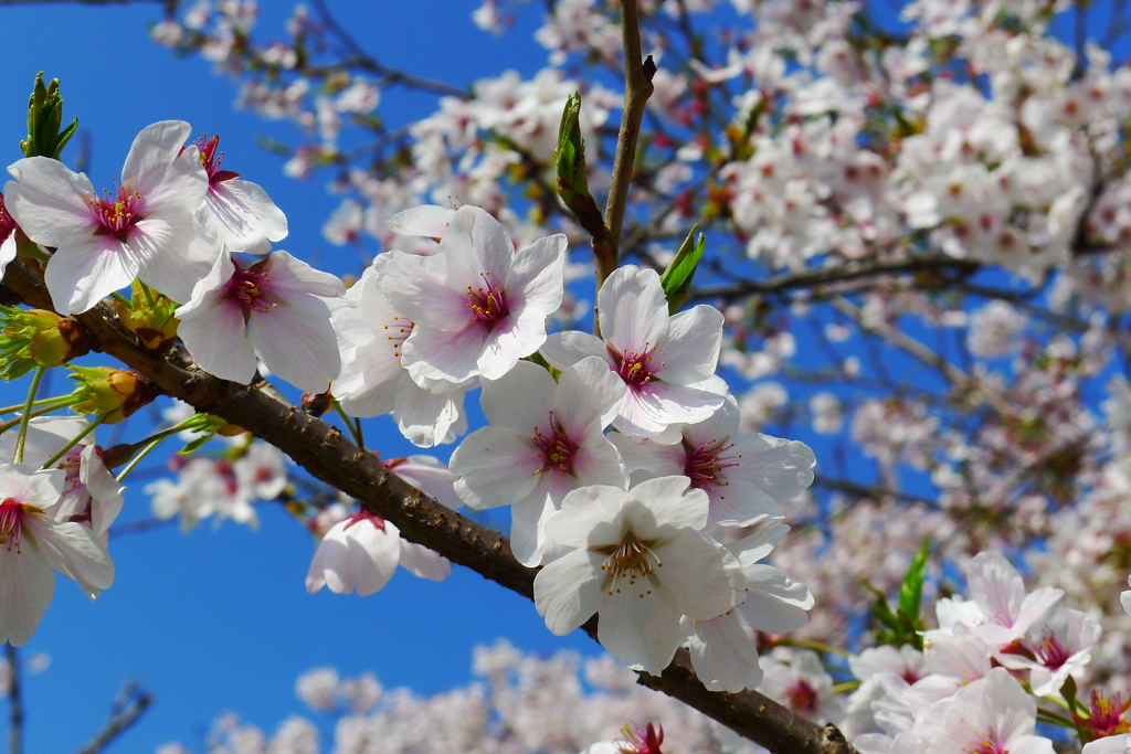 2012/4/12　桜と青空　
