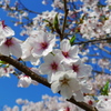 2012/4/12　桜と青空　