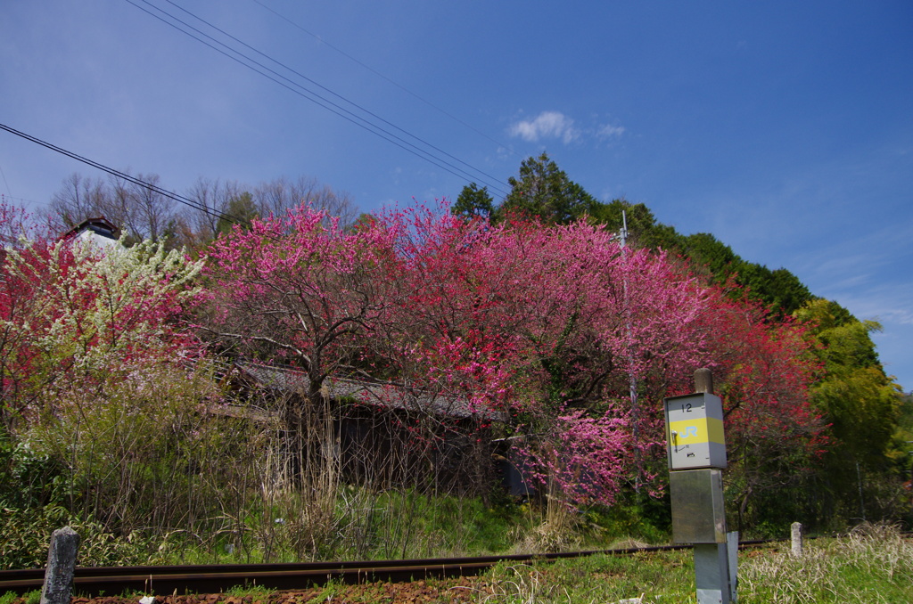 2012/4/15 芸備線沿い