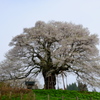 醍醐桜　2017　1
