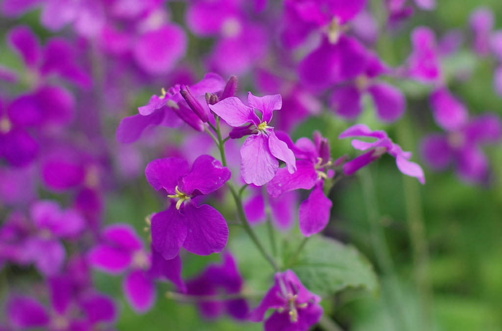 2012/4/21 紫の花