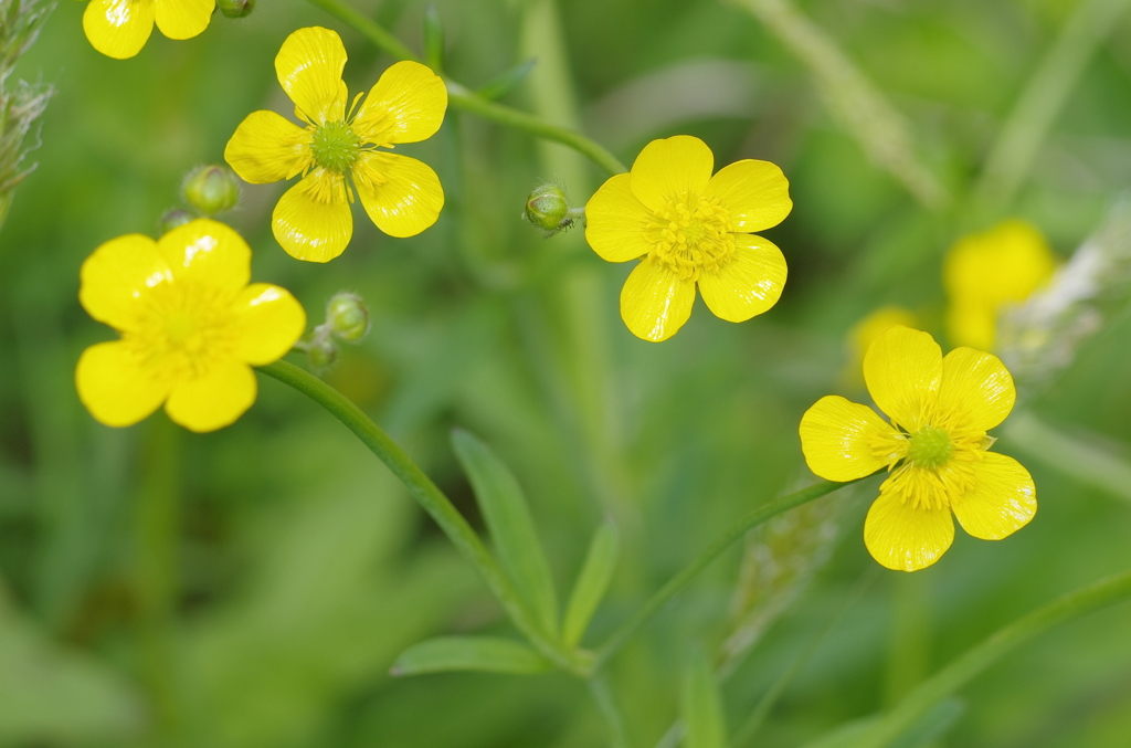 2012/5/3 黄色い花