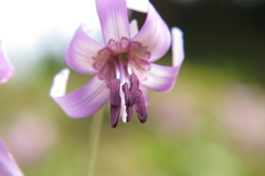 カタクリの花