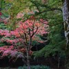 唯称庵跡のカエデ