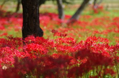 2011/9/27 辻の彼岸花群生地