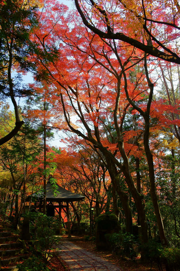 三滝寺の紅葉3