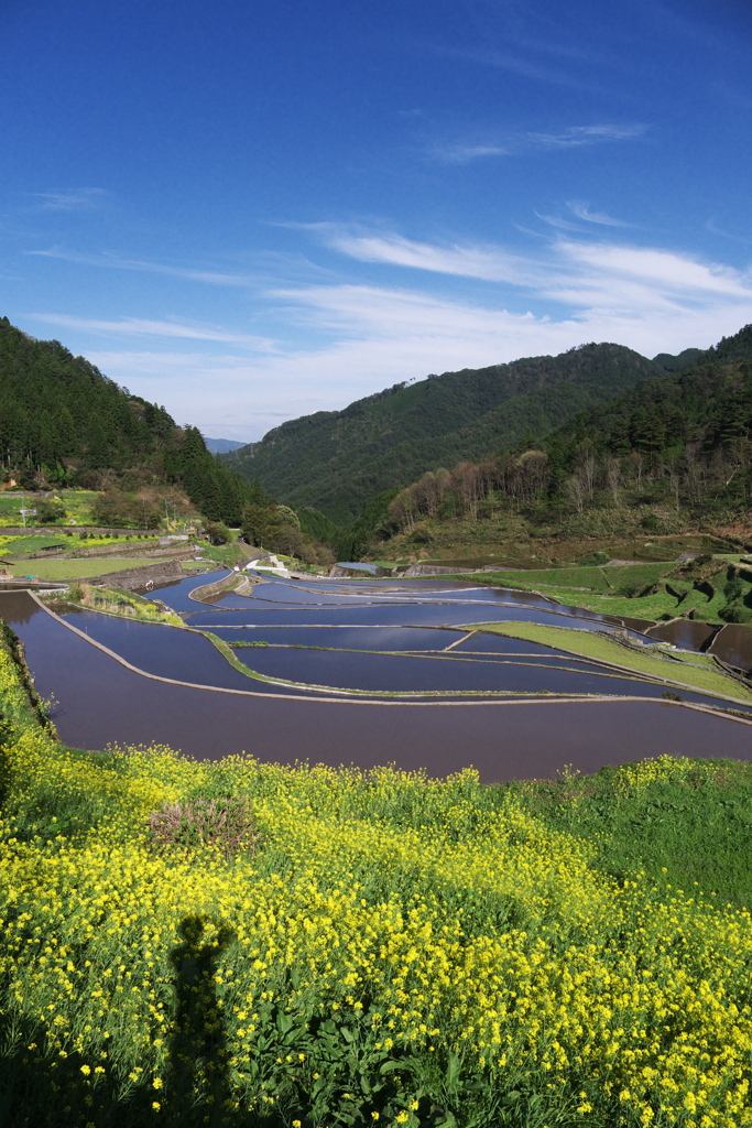 2012/4/26 井仁棚田