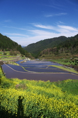 2012/4/26 井仁棚田