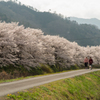 桜並木