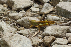 P1110677