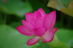 IMGP1398
