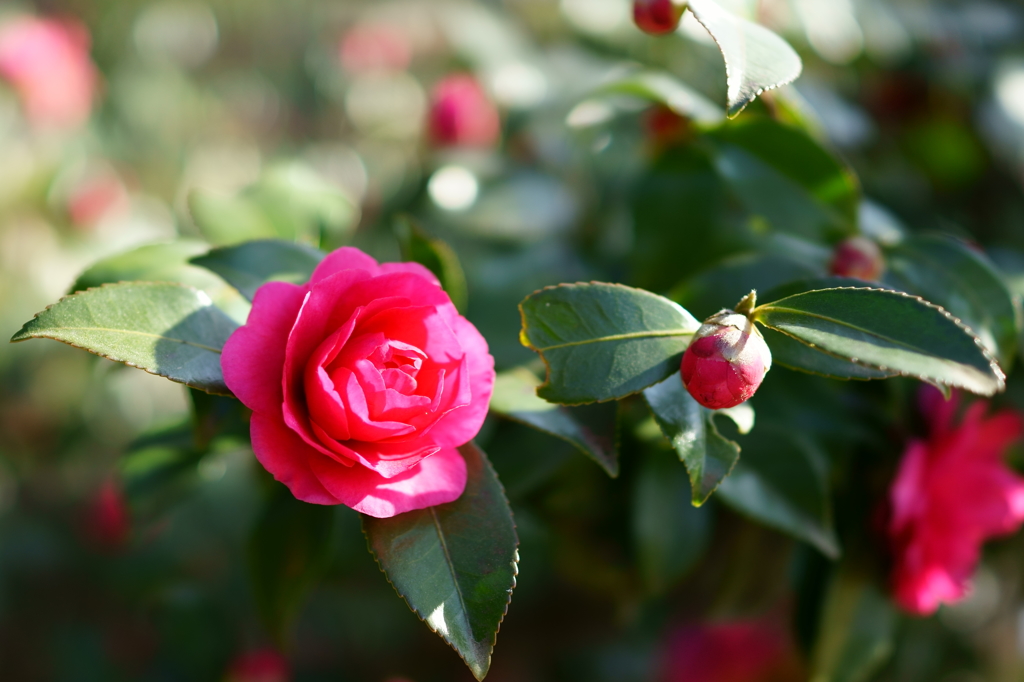 山茶花