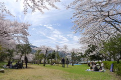 2012/4/15 お花見