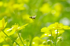 2012/5/3 花から花へ