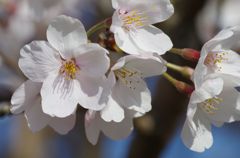 IMGP6455_R