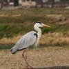 アオサギ
