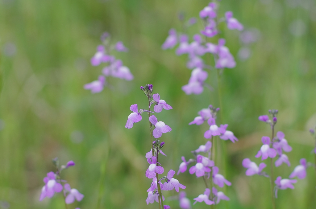 2012/4/21 薄紫の花